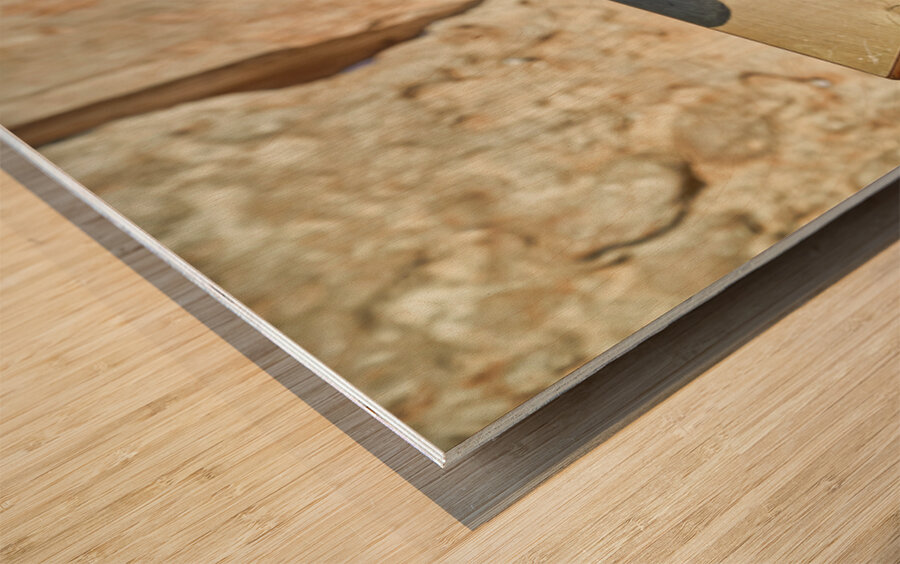 Orthodox Jews at the Wailing Wall in Jerusalem during prayer Wood print