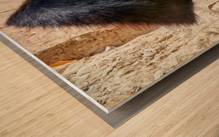 Orthodox Jews at Wailing Wall in Jerusalem during Prayer Time Wood print