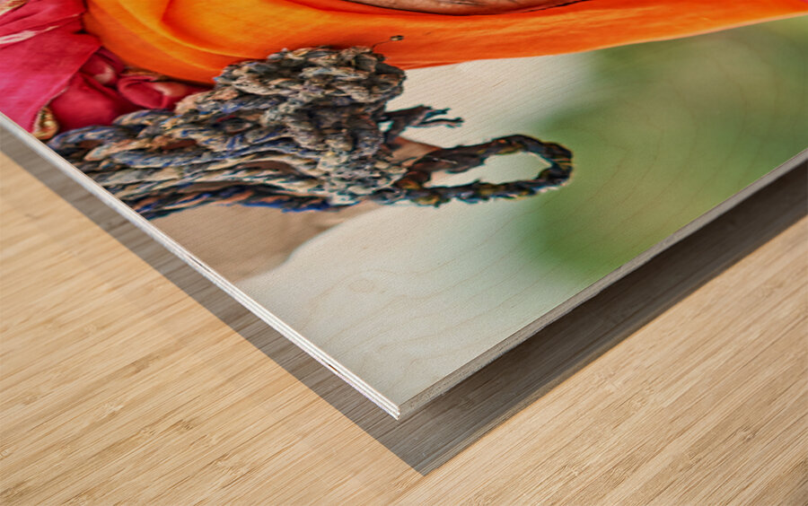 Portrait of an old woman in Rajasthan India wearing bright clot Wood print