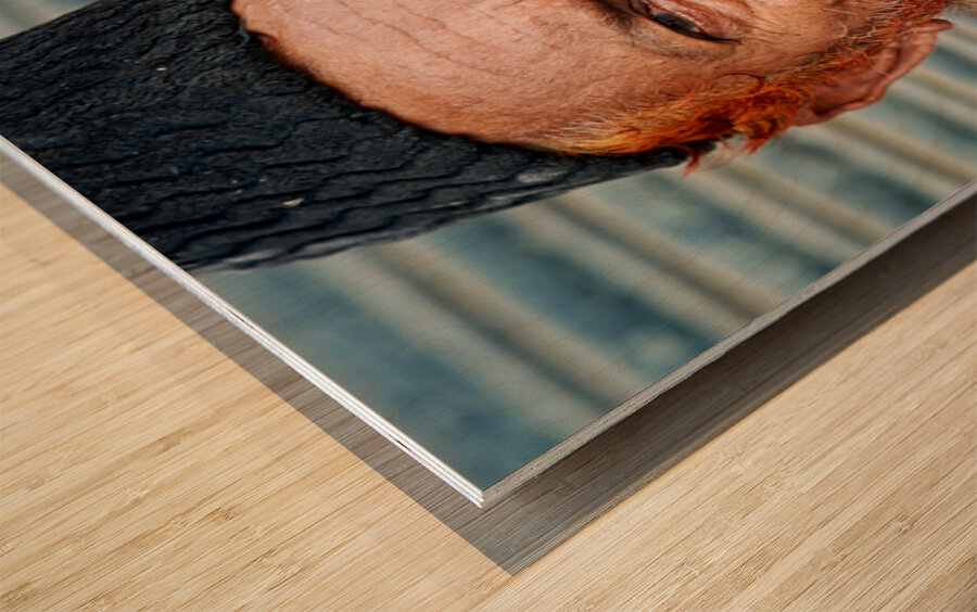 Portrait of a man with red beard in Jodhpur India Wood print