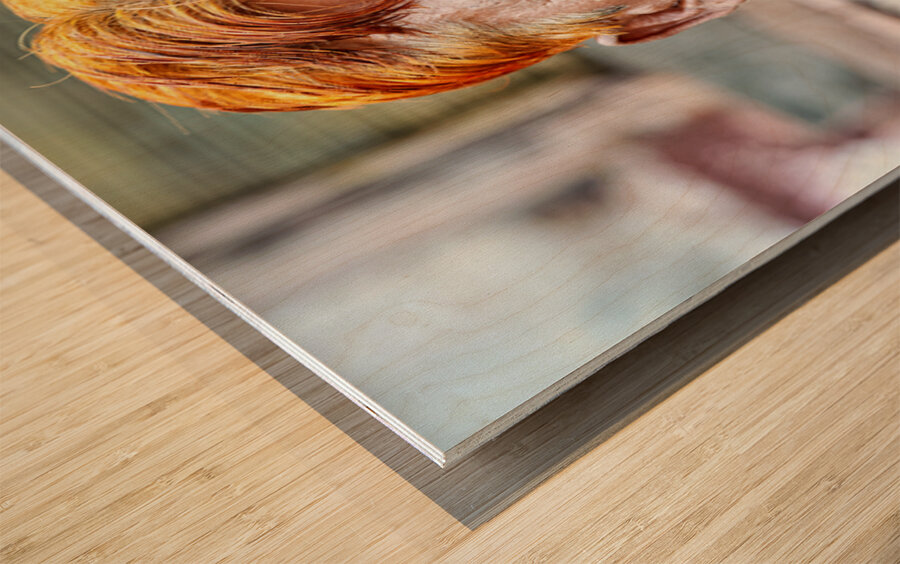 Portrait of a man with red hair in Jodhpur Rajasthan Wood print