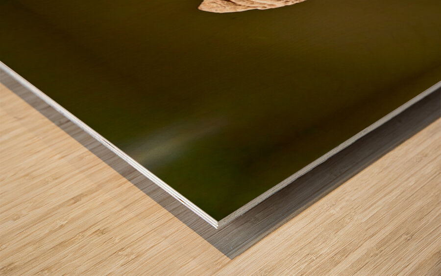 Sculpture of a seated figure in the Asian Art Gallery in Manhatt Wood print