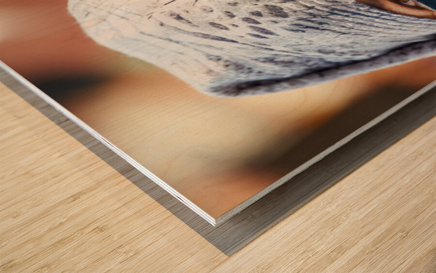 Veiled Moroccan woman in Marrakesh market on a sunny day Impression sur bois