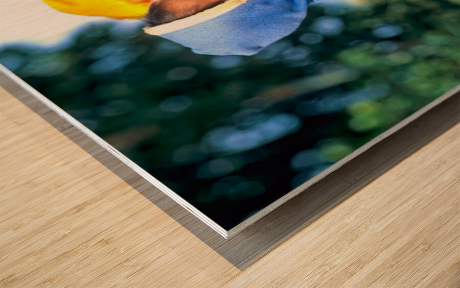 Portrait of Burmese women of Shan ethnicity in Myanmar Wood print