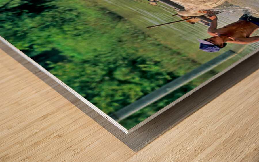 Washing cows in a river in the countryside of Myanmar Wood print