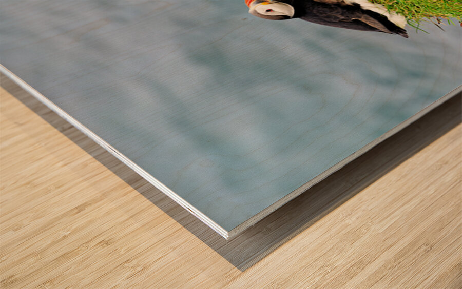 Puffin resting on grass by the sea in Borgarfjordur Eystri Wood print