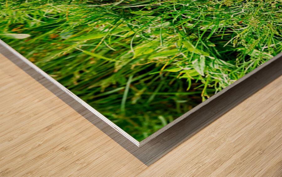 Puffin standing in grass at Borgarfjordur Eystri in Iceland Wood print