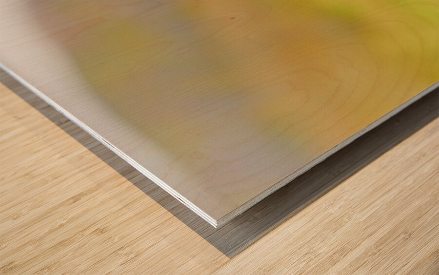 Puffin standing on grass in Borgarfjordur Eystri Iceland Wood print