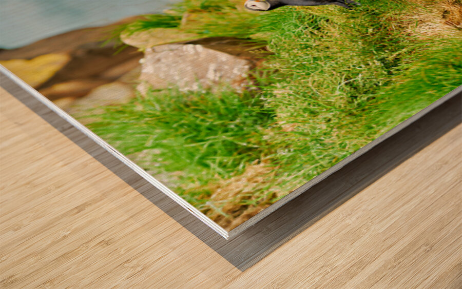 Puffin stands on rocks by the sea in Borgarfjordur Eystri Wood print