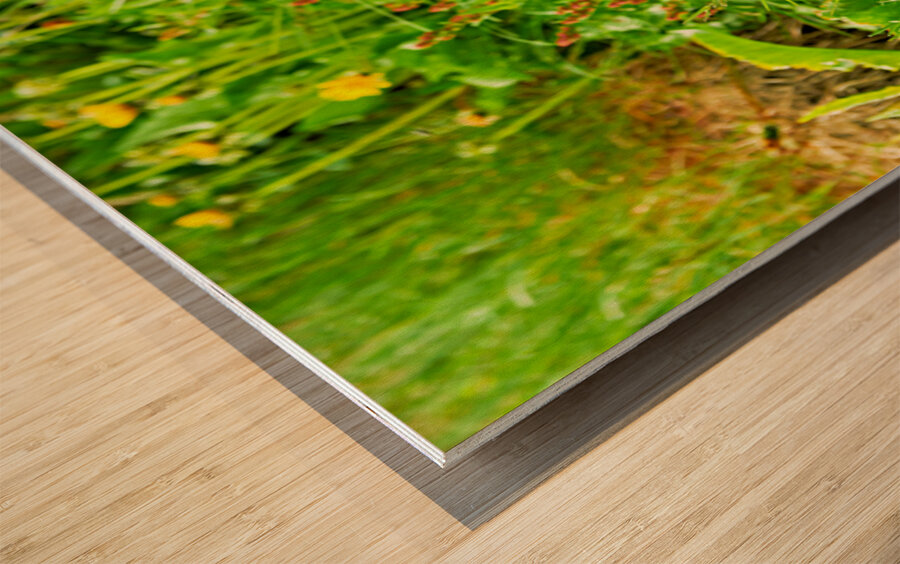 Two puffins resting in Borgarfjordur Eystri Iceland Wood print