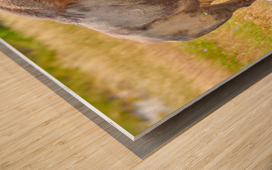 Wild american bison in Yellowstone National Park during summer Wood print