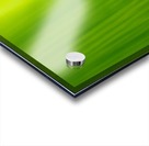Macro Grass Acrylic print