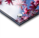 Dramatic Sky Magnolias Acrylic print