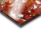 Fall Colors with Snow  Acrylic print