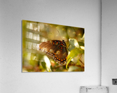 Presence  Acrylic Print