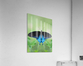 Wings Acrylic Print