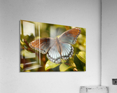 Dazzling Iridescence Acrylic Print