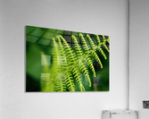 Fern Acrylic Print