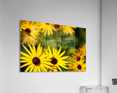 Happy Faces Acrylic Print