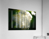 Enlightened  Acrylic Print