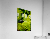 Fern Leaf Acrylic Print