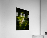 Lighted Grass Acrylic Print