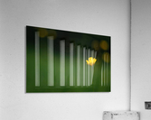 Lone Buttercup Acrylic Print