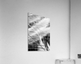 Pampass Grass Acrylic Print