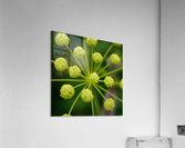 Starburst Acrylic Print