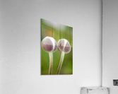 Twins Acrylic Print