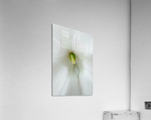 Pure Acrylic Print