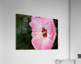 Pink Belle  Acrylic Print