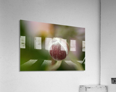 Sweetness Acrylic Print