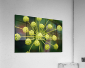 Starburst (2) Acrylic Print