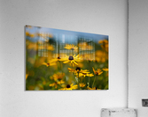 Under a Blue Sky Acrylic Print
