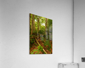 Journey Acrylic Print