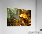 Forest Friend Acrylic Print