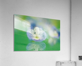 Varigated Purple Flower Acrylic Print