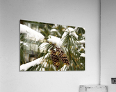 Pinecones and Snow Acrylic Print