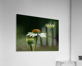 _MG_2945 Acrylic Print