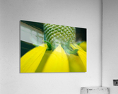 Pretty Petits Acrylic Print