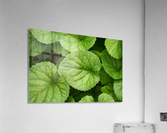 Green Leaves Acrylic Print