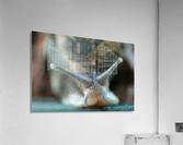 snail Acrylic Print