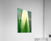Iris Bud Acrylic Print
