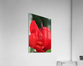 Red Acrylic Print