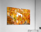 Snow Capped Leaves  Acrylic Print
