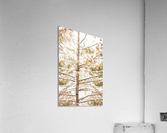 Embracing Winter  Acrylic Print