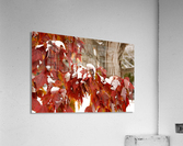 Fall Colors with Snow  Acrylic Print