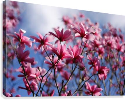 Dramatic Sky Magnolias Canvas Print