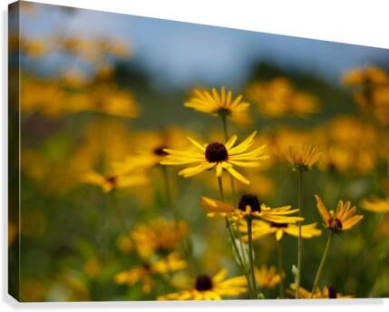 Under a Blue Sky Canvas Print